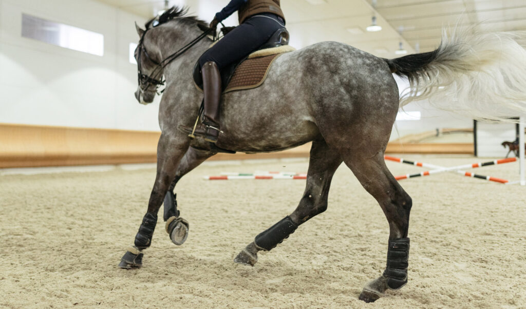 Nutrolin Hevonen Sportti
