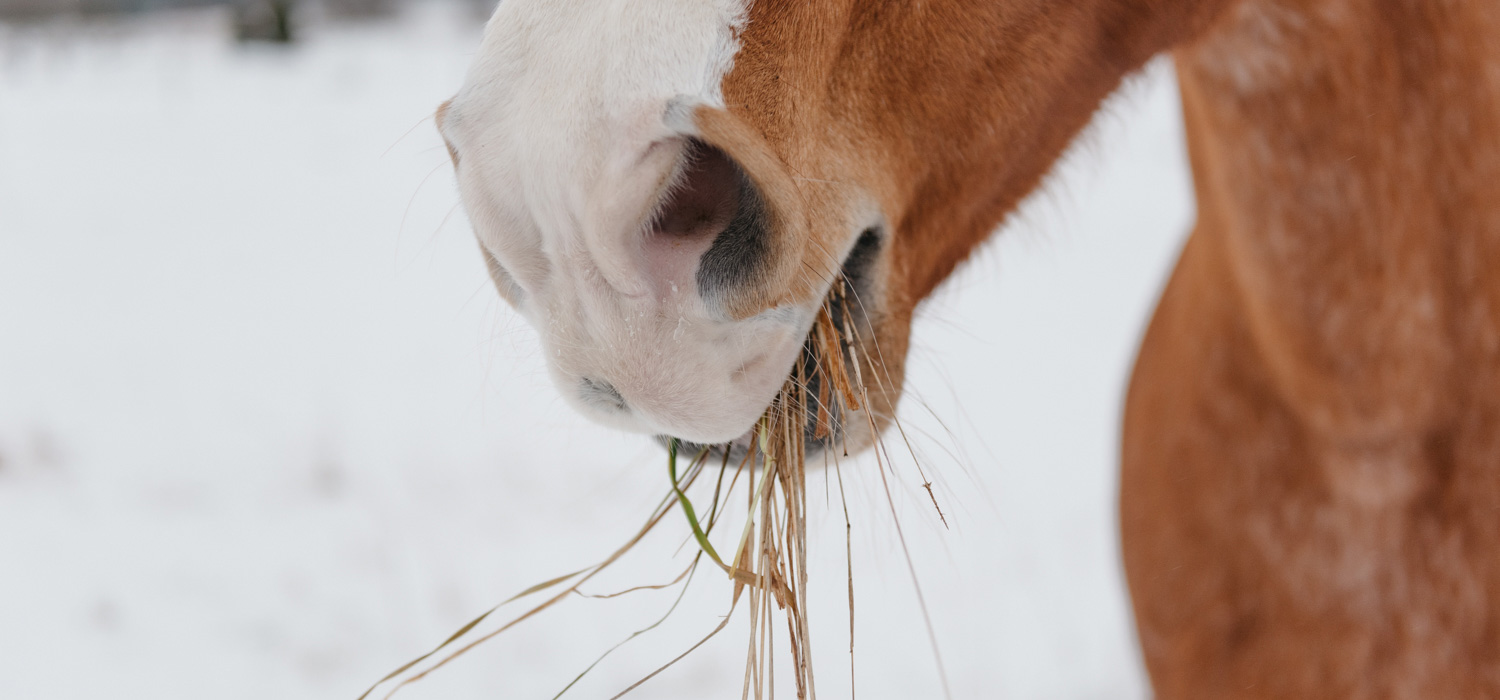 musta teini seksiä Pron