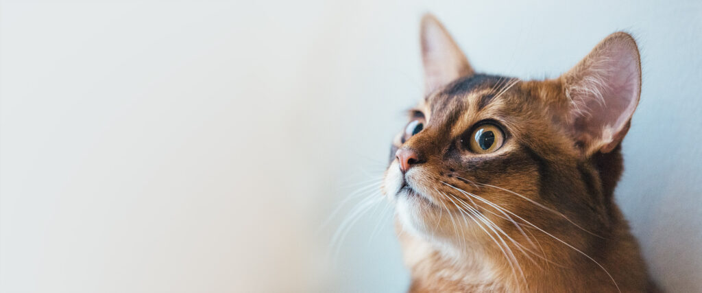 Nutrolin_slider_kissa