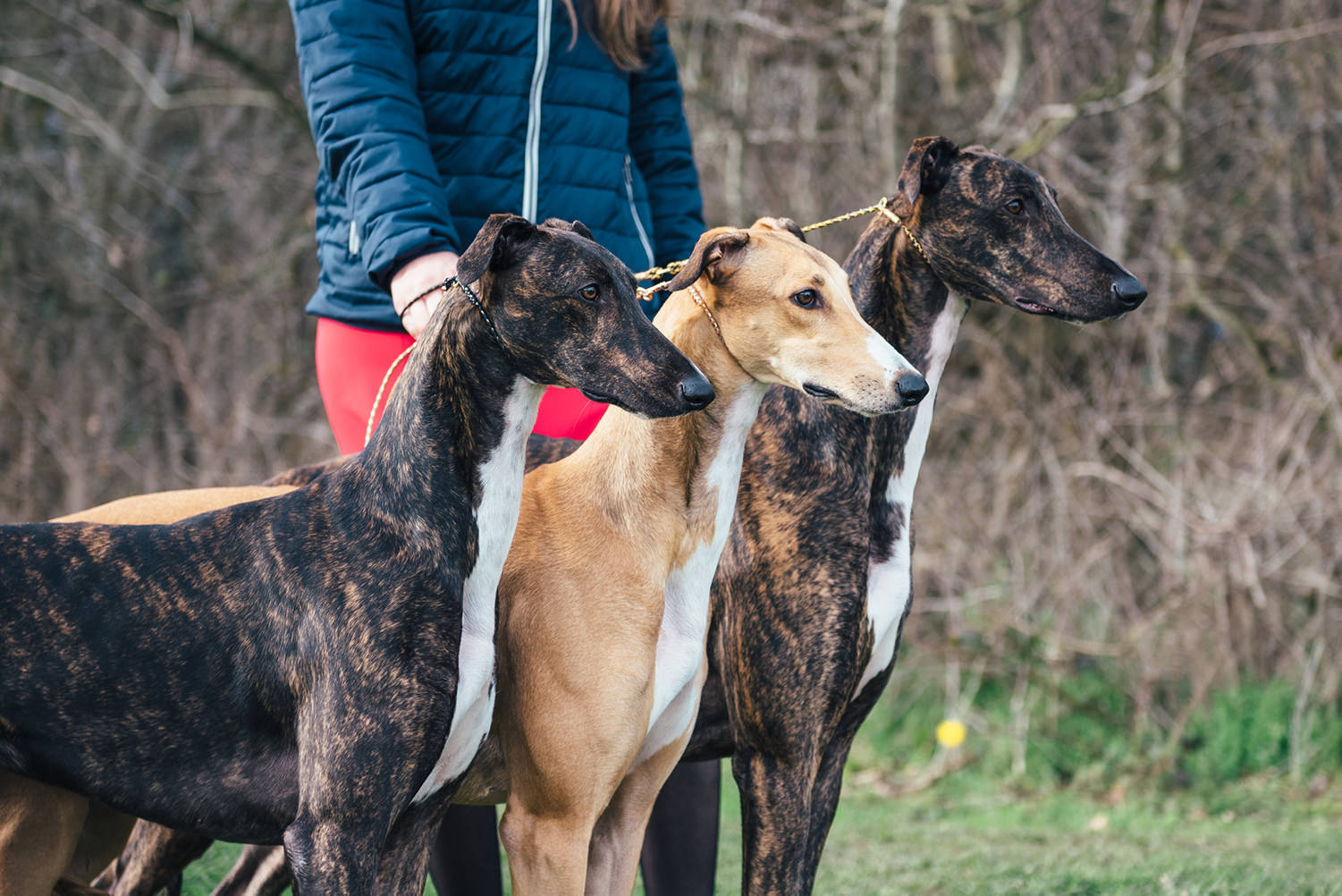 Powered_by_Nutrolin_Inas_fashion_greyhound