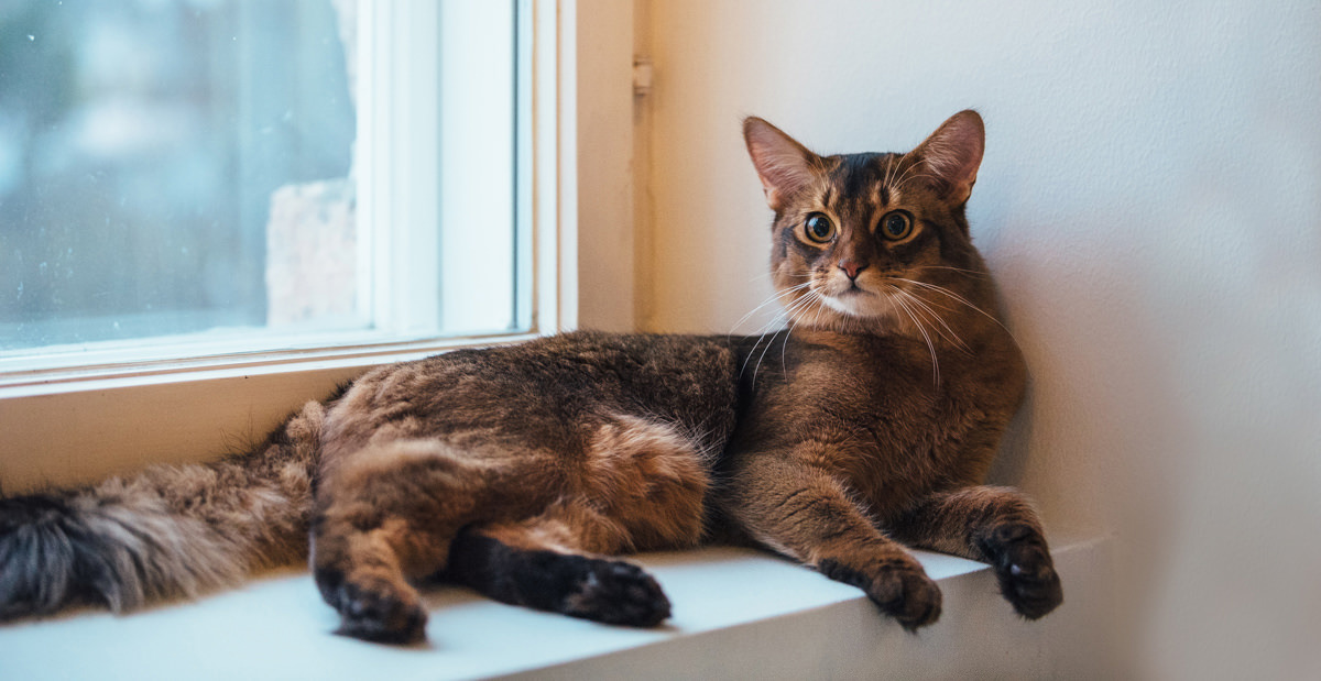 Powered_by_Nutrolin_Jaana_Heikanen_somali_cat