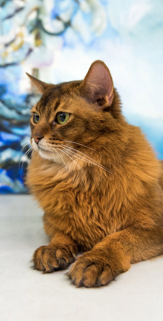 Powered_by_Nutrolin_Jaana_Heikanen_somali_cat_Konsta