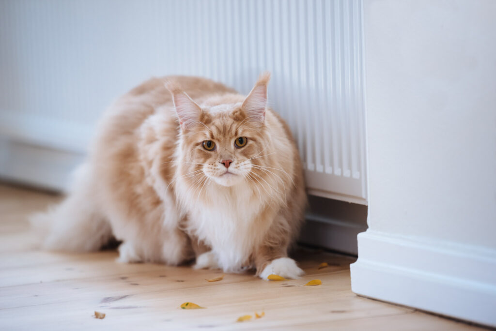 Nutrolin_sponsoring_cat