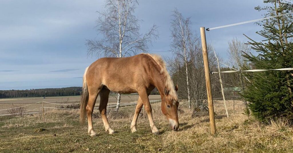 Suomenhevonen Manta tarhassa keväällä 2020, kuvaaja Päivi Akkanen ja Nutrolin tuotteet.