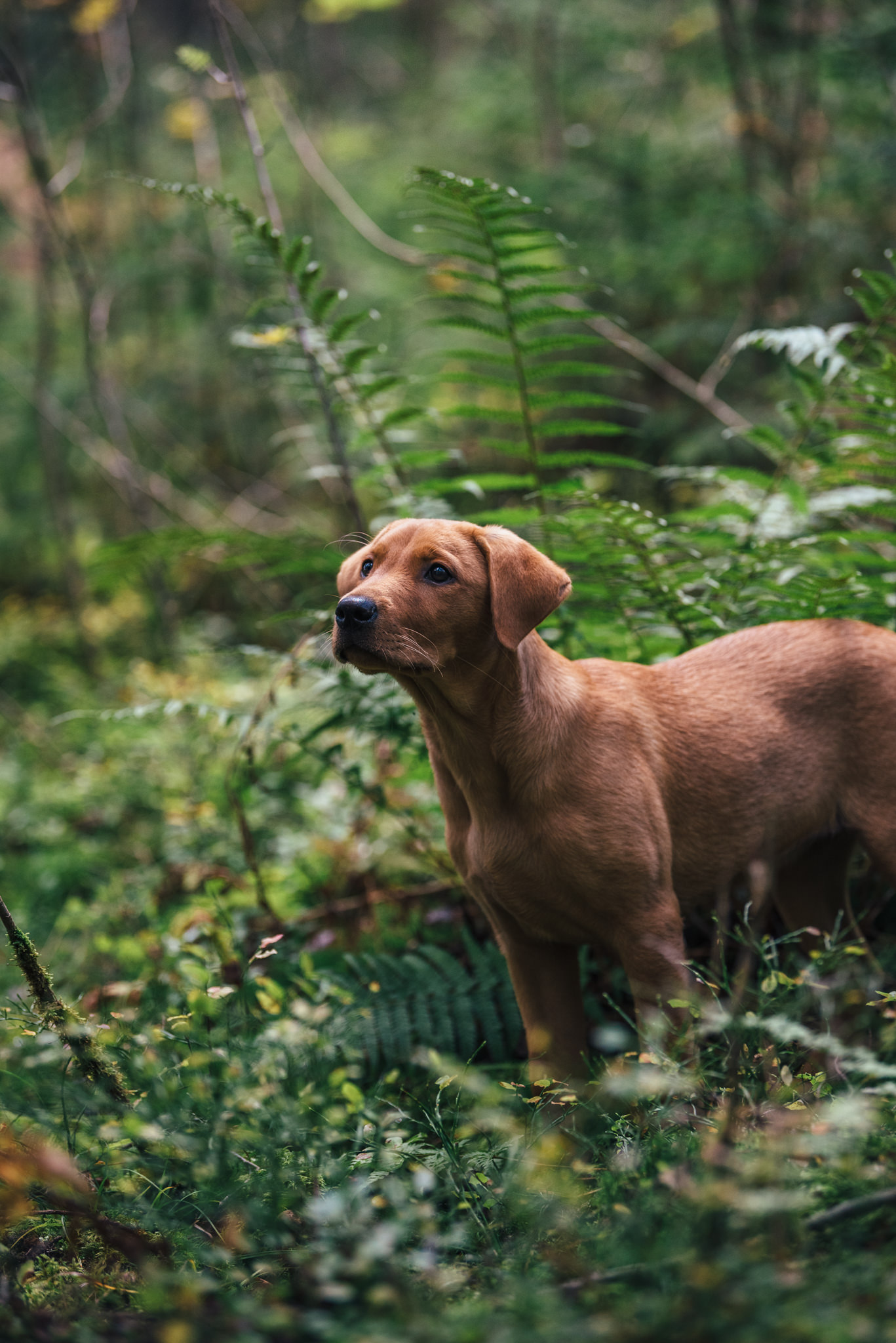 punaruskea labradorinnoutaja seisoo saniaisten vieressä metsässä