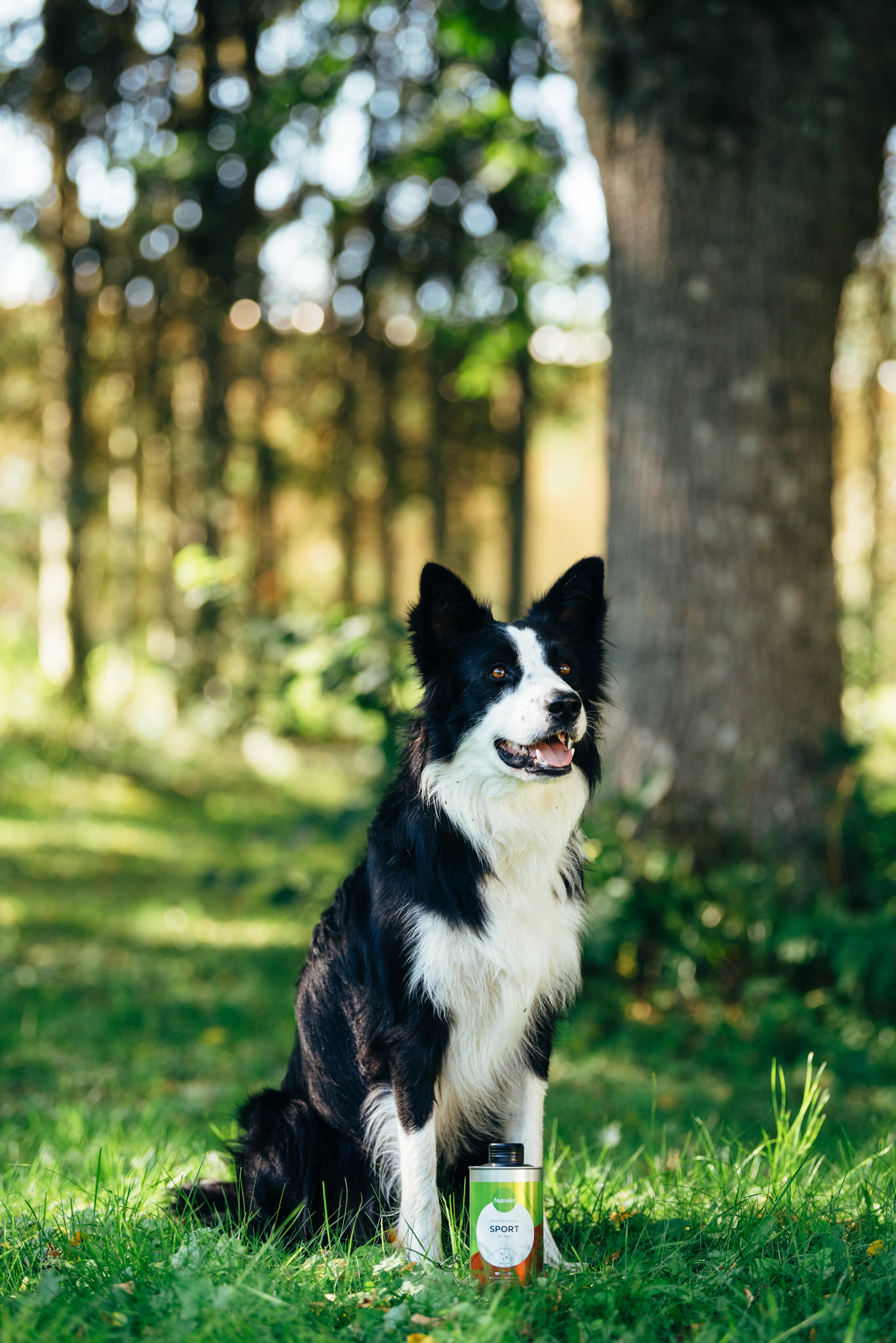 mustavalkoinen bordercollie istuu kesällä nurmikolla puiden varjossa Nutrolin Sport pullon kanssa