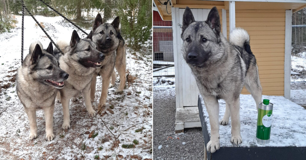 kuvakollaasi, joista toisessa kolme harmaata norjanhirvikoiraa hihnoissa ja toisessa harmaa norjanhirvikoira koppinsa katolla