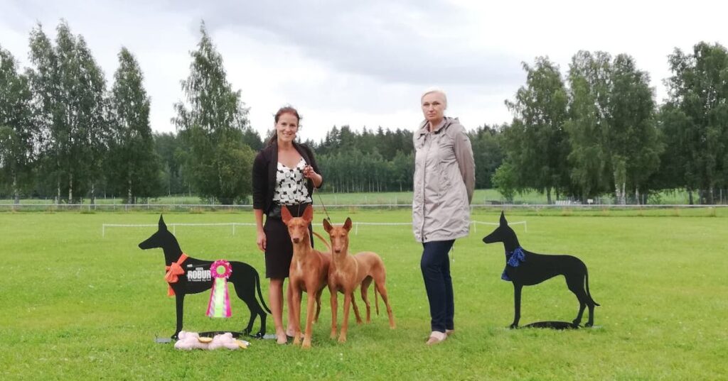 nainen pitää kahta faaraokoiraa koiranäyttelyn tuomarin ja palkintojen vierellä