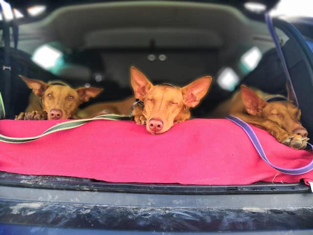 kolme faaraokoiraa nukkuu auton takaboksissa tummanpinkin viltin päällä