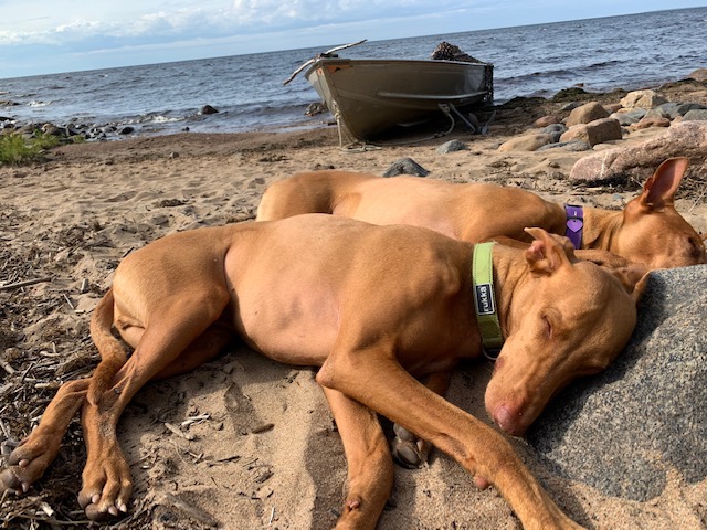 kaksi faaraokoiraa nukkuu meren rannalla kesällä
