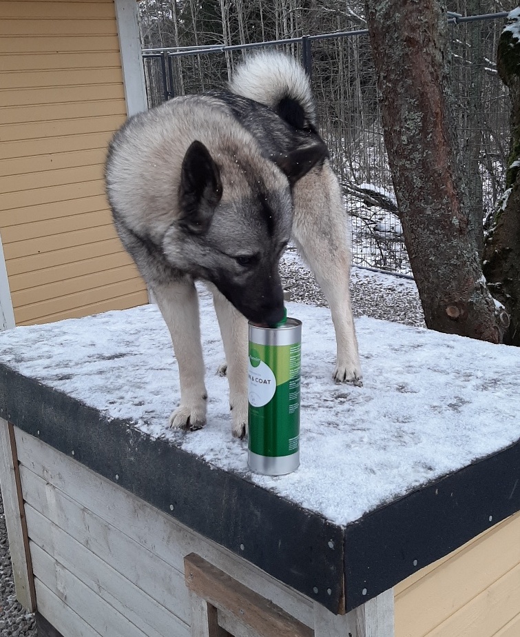 harmaa norjanhirvikoira seisoo koppinsa katolla ja haistelee Nutrolin Skin & Coat pulloa