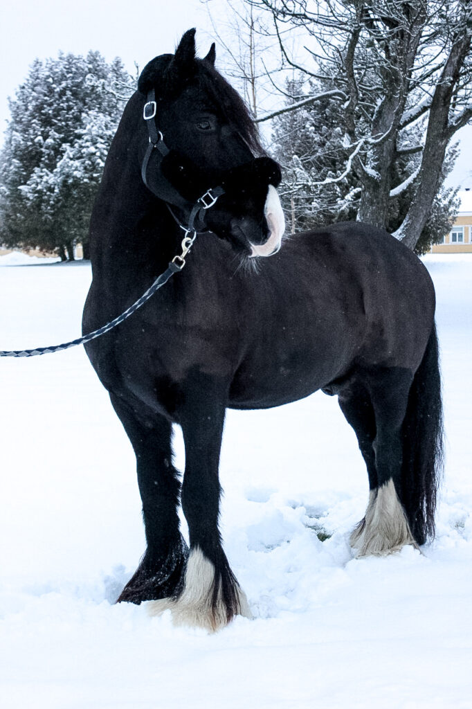 pystykuva lumisessa maisemassa seisovasta läsipää irlannin cob hevosesta