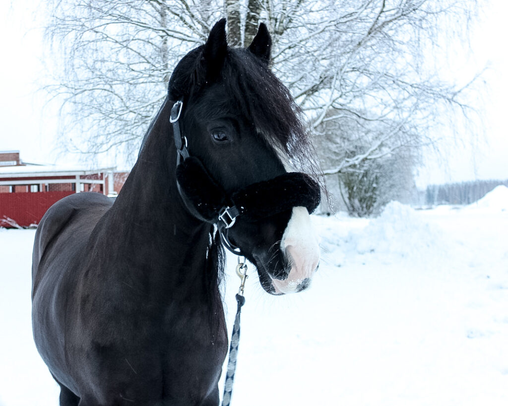 läsipää musta irlannin cob hevonen riimu päässään lumisessa maisemassa