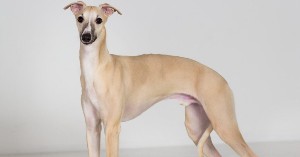 vaalearuskea whippet seisoo ja katsoo kameraan