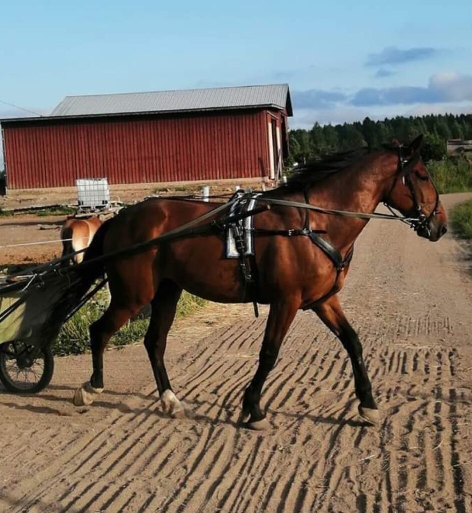 punaruunikko lämminverinen ruuna vetää harjoituskärryjä