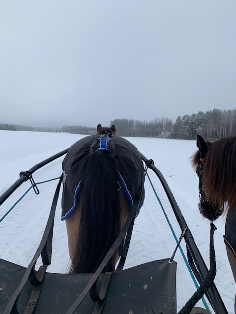 russponi harjoituskärryjen edessä ja toinen käsihevosena sen vieressä