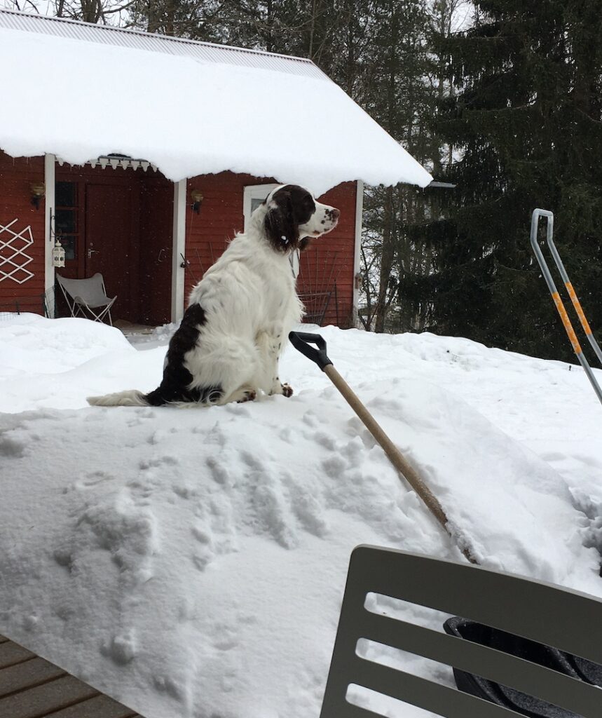 punavalkoinen springerspanieli istuu lumikasan päällä harmaalla säällä