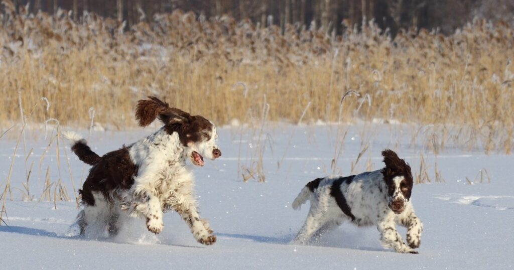 kaksi springerspanielia juoksevat iloisina talvella lumessa jäässä ruovikon edessä
