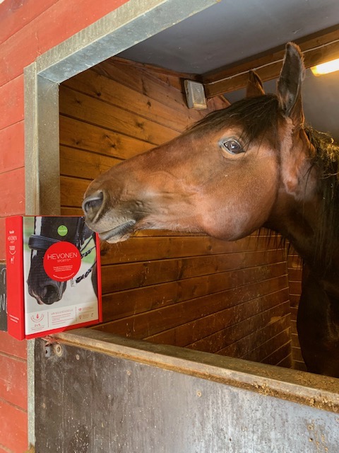 punaruunikko lämminverinen tamma haistelee Nutrolin Hevonen Sportti pakettia, joka on kyseisen hevosen karsinan puolikkaan oven päällä