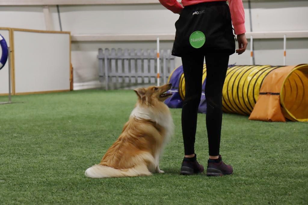 shetlanninlammaskoira katsoo tarkasti vieressä seisovaa ohjaajaansa agility-radalla