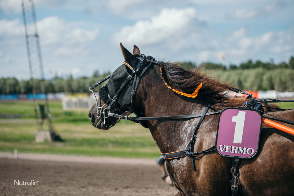 tummanruunikko gotlannin russponi kilpailuvarusteissaan Vermon raviradalla