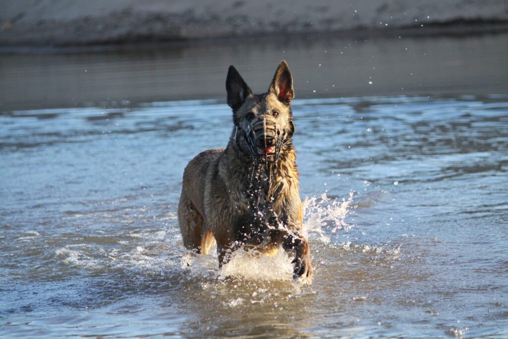 harmaa belgianpaimenkoira malinois kuonokoppa päässään juoksee rantavedessä aurinkoisella säällä