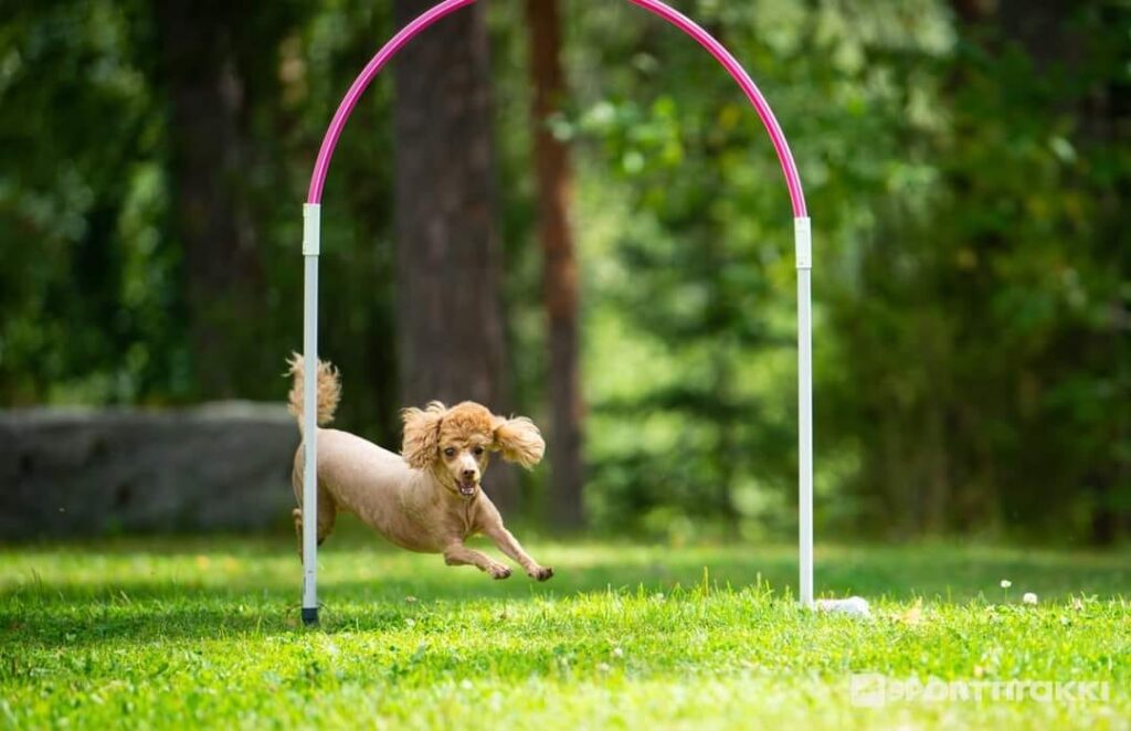 vaaleanruskea pieni pullokoira juoksee muovisen kaaren ali nurmikolla aurinkoisella säällä