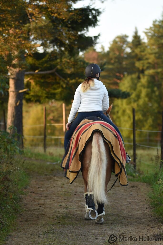 nuori nainen ratsastaa liinakolla suomenhevosella syksyiltana poispäin kuvasta