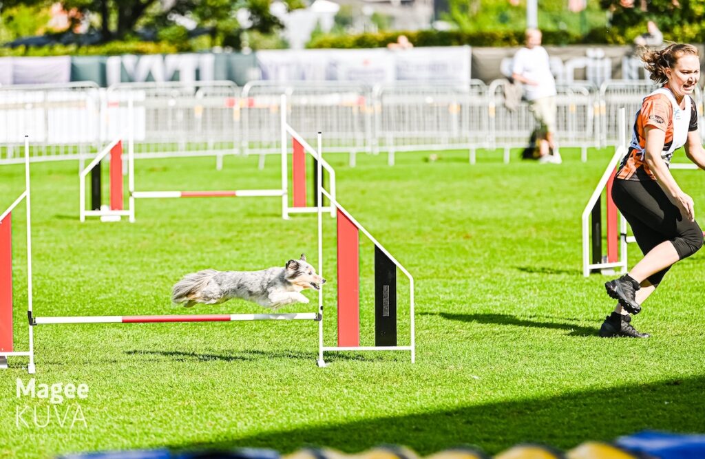 pieni harmaavalkoinen koira hyppää agilityradalla esteen yli koiran ohjaajan juostessa edellä
