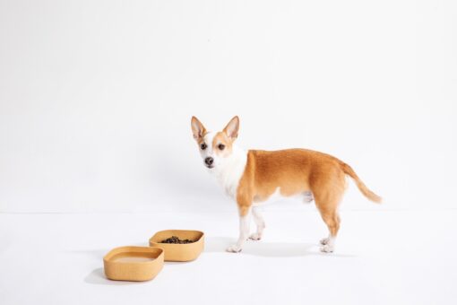Venandi Design Pet Bowl - Image 3