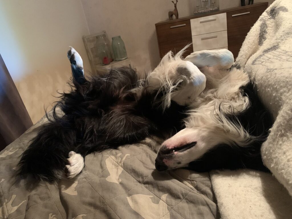 mustavalkoinen koira makaa selällään sängyllä