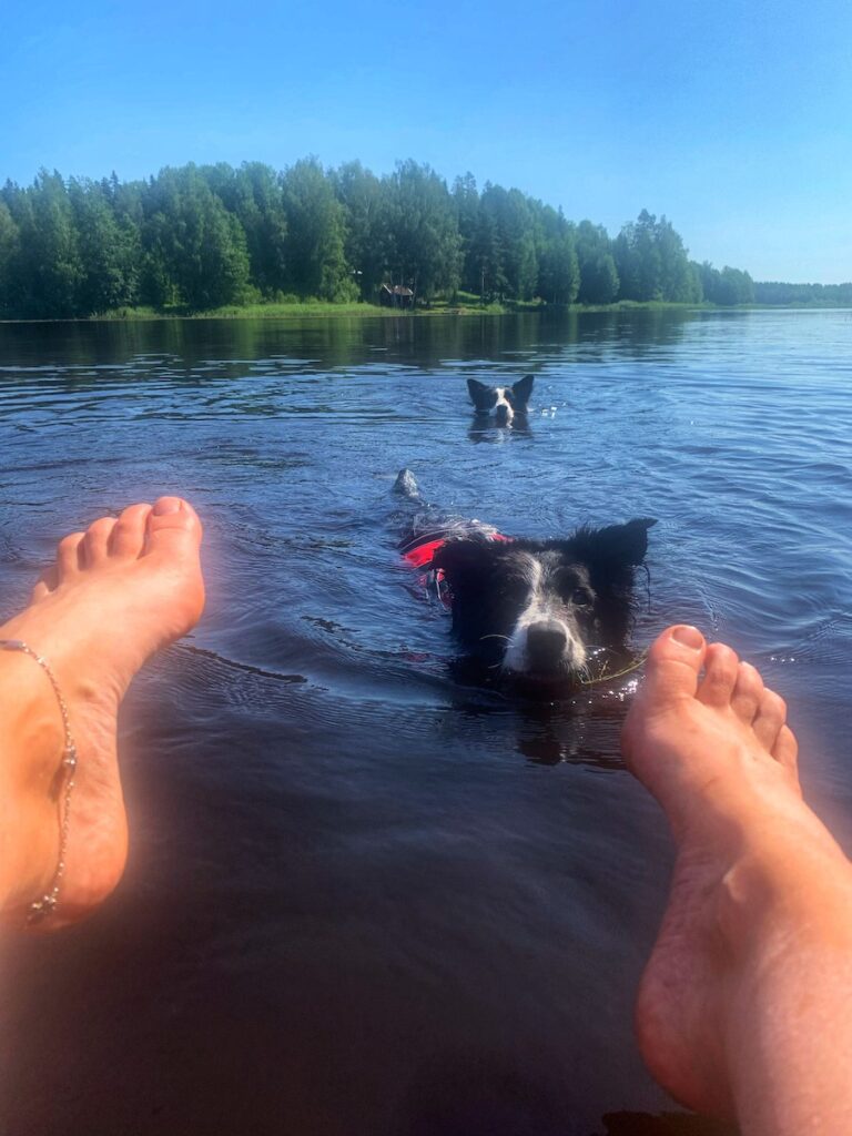 kaksi mustavalkoista koiraa uimassa järvellä ja kuvan etujalalla veden päällä naisen jalkaterät aurinkoisena kesäpäivänä