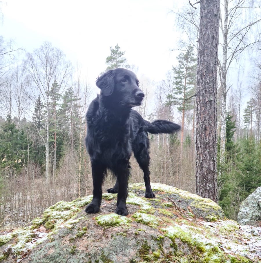 musta iso koira seisoo metsässä kivellä häntä heiluen
