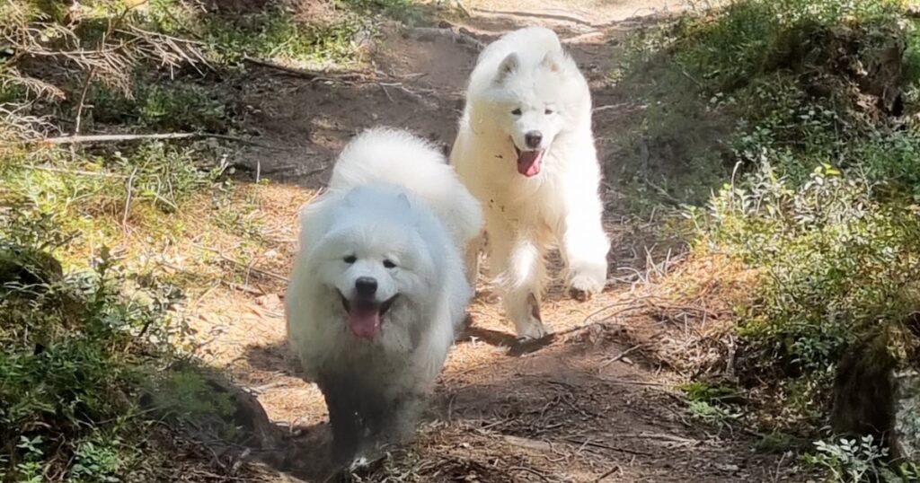 kaksi valkoista karvaista koiraa juoksee metsäpolulla kohti kuvaajaa aurinkoisena kesäpäivänä