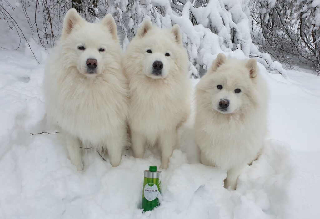 kolme valkoista karvaista koiraa istuu lumihangessa Nutrolin Skin & Coat pullo edessään ja katsovat suoraan kuvaajaan