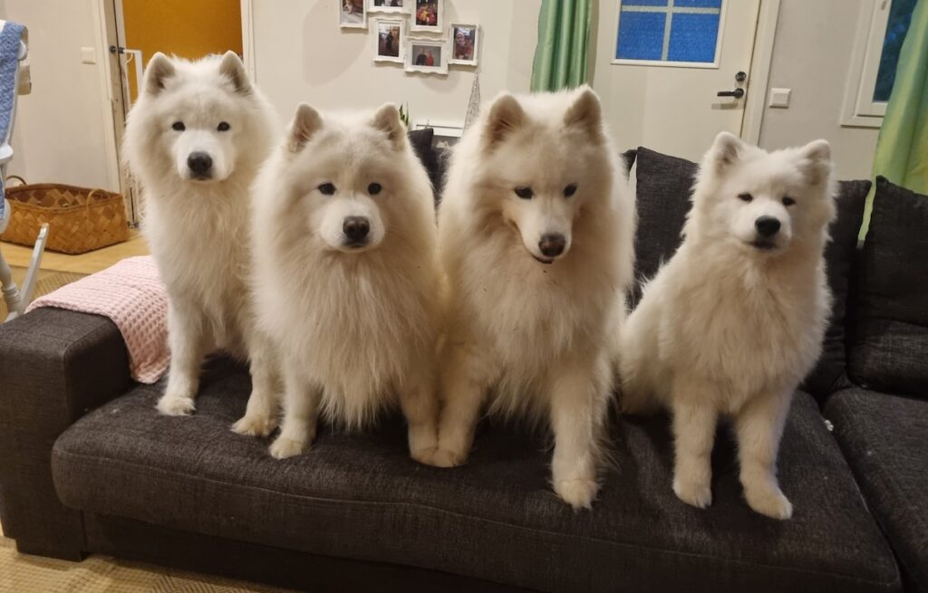 neljä valkoista karvaista koiraa istuu sohvalla ja katsoo suoraan kuvajaan