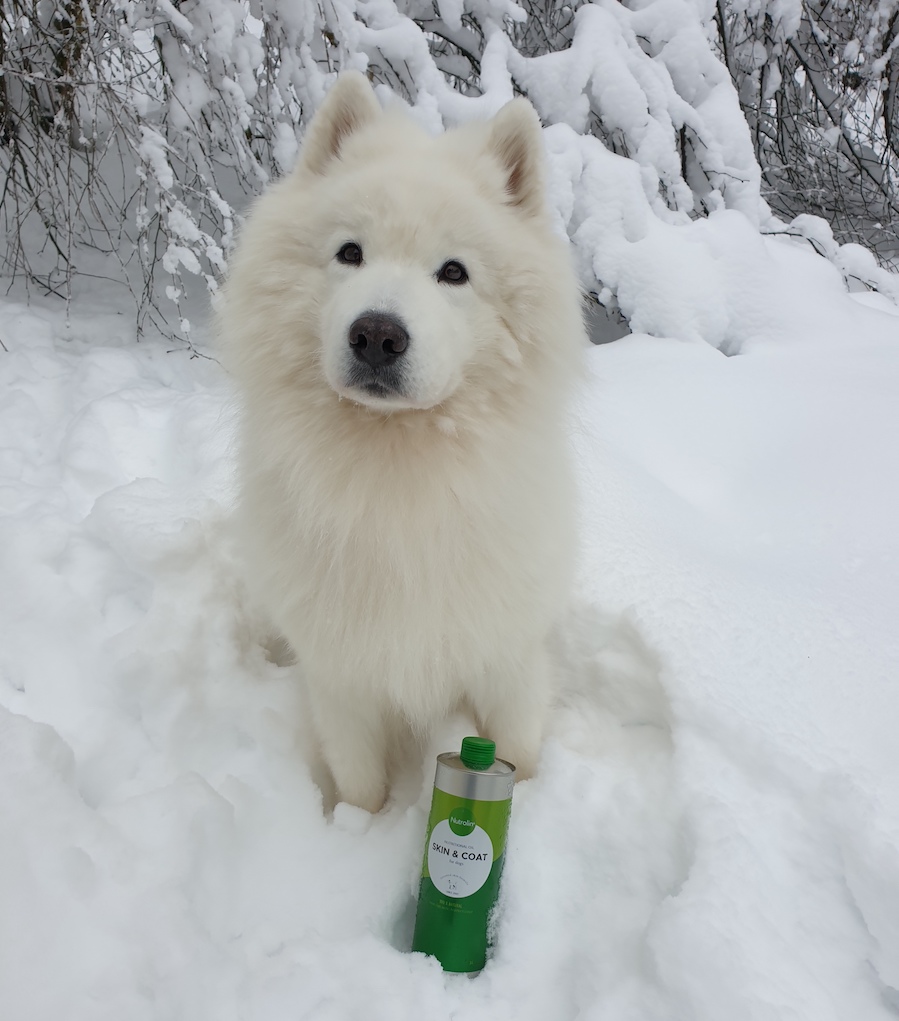 valkoinen karvainen koira istuu lumessa Nutrolin Skin & Coat pullo edessään ja katsoo suoraan kuvaajaan