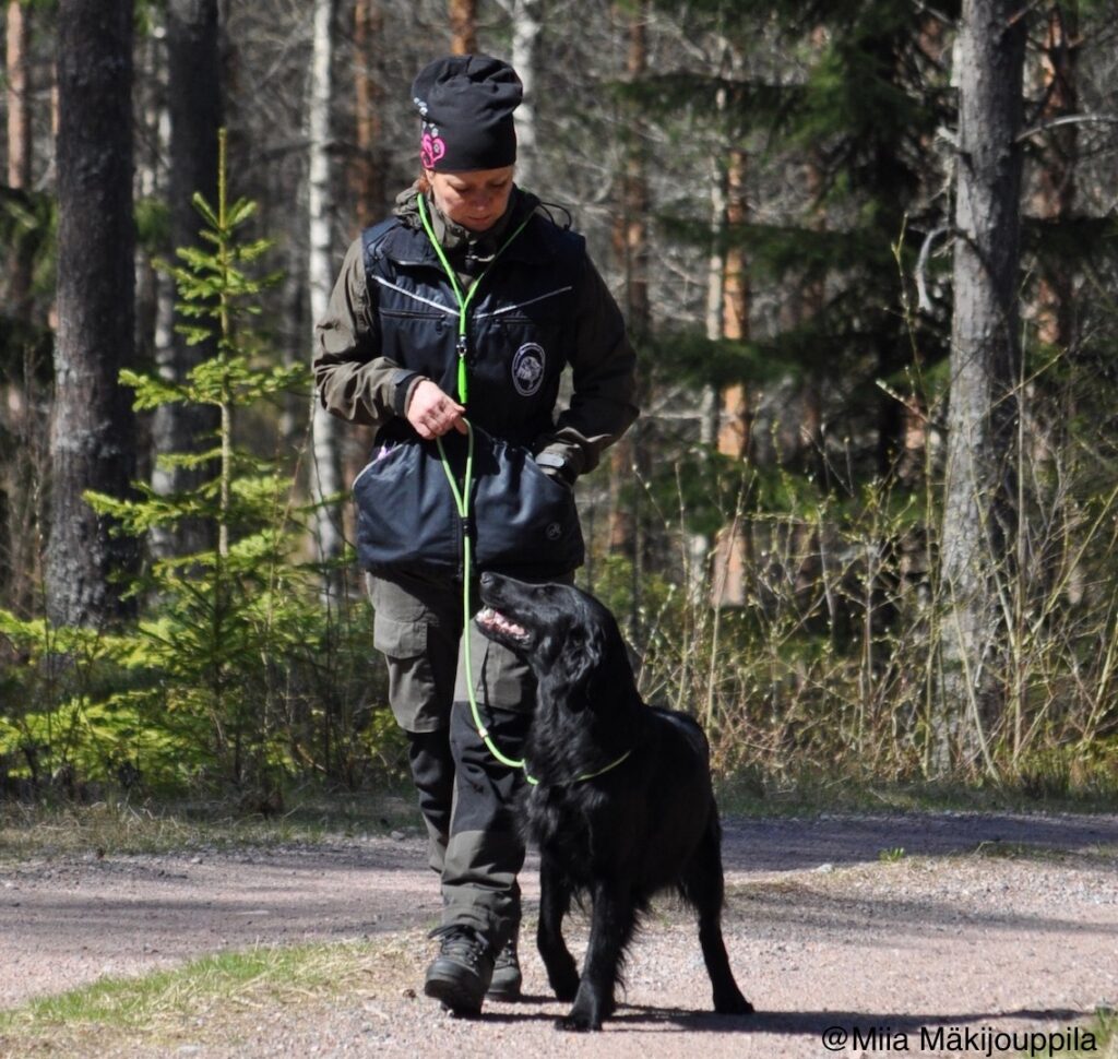 musta noutaja seuraa naisen vasemmalla puolella, kuvassa oikealla puolella