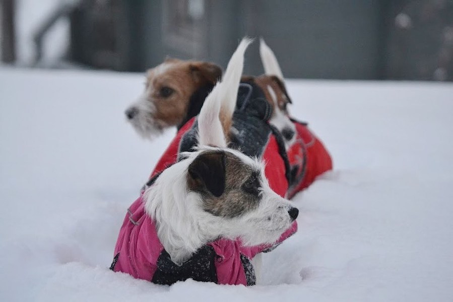 kolme jackrusselinterrieriä takit päällään lumihangessa jonossa toinen toistensa perässä