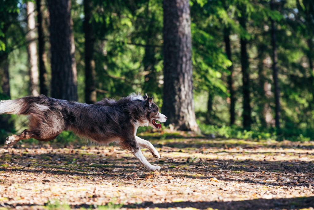 harmaanruskeanvalkoisenkirjava koira juoksee metsässä kuvassa vasemmalta oikealle