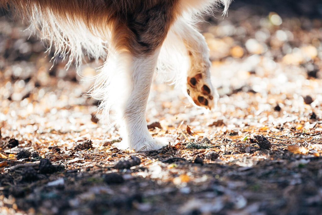 lähikuva valkoruskeanharmaakirjavasta koiran etujaloista sen nostaessa toista etujalkaa ilmaan