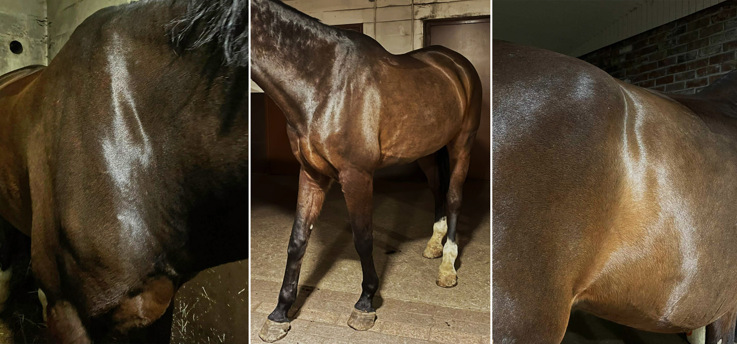 Nutrolin® Horse Skin & Coat auttoi Johnin ihoongelmaan