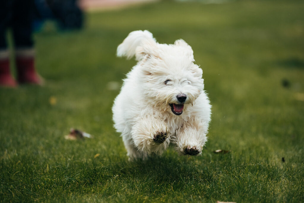 iloinen valkoinen pikkukoira juoksee lennokkaasti nurmikolla