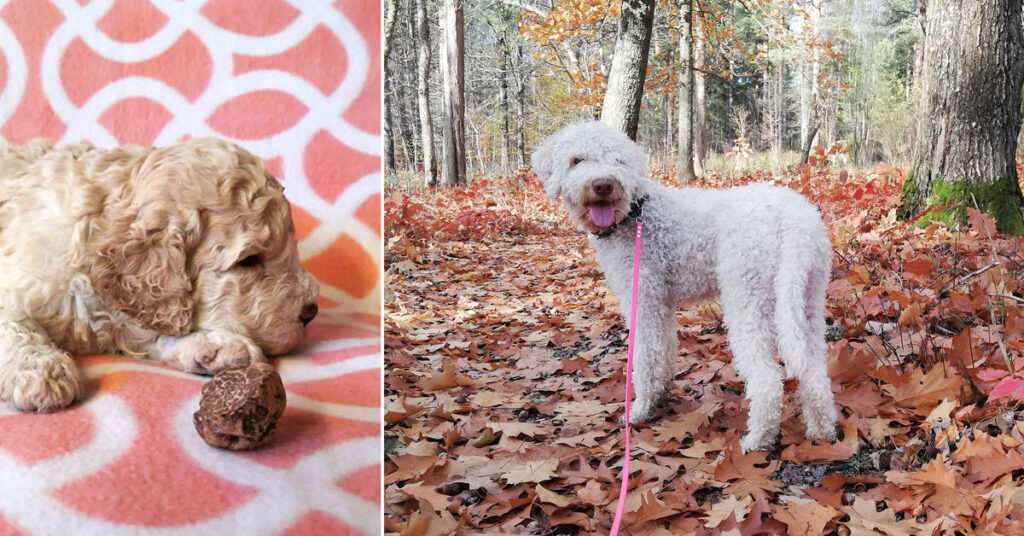 kahden kuvan kollaasi, jossa toisessa pieni vaaleakeltainen koiranpentu tryffelisienen kanssa viltillä ja toisella sama koira aikuisen kokoisena tammimetsässä syksyllä