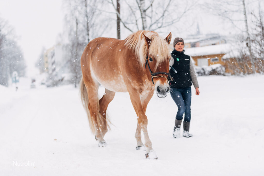 liinakkosuomenhevosori talvisessa maisemassa takanaan nuori nainen, joka taluttaa kyseistä hevosta