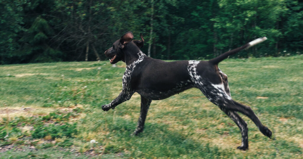 ruskeankirjava lyhytkarvainen iso koira juoksee viistosti kuvaajasta poispäin nurmikolla