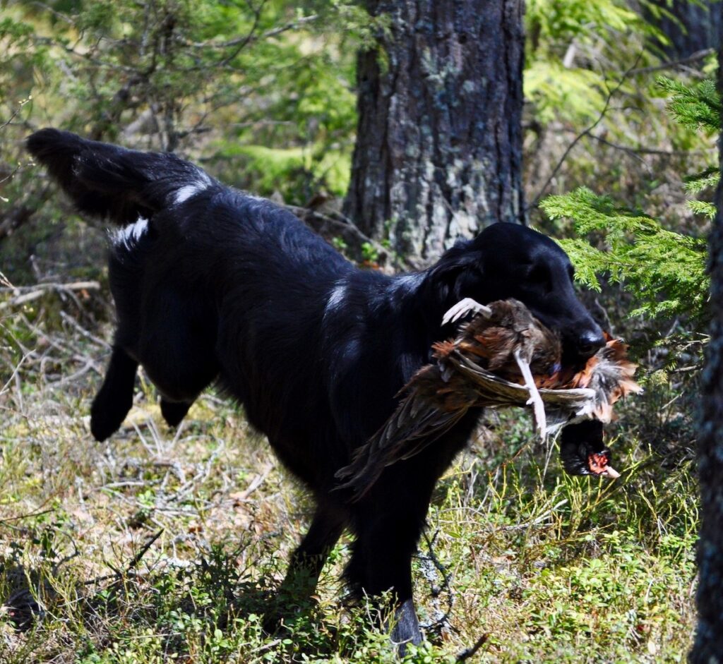 musta noutaja juoksee metsässä kuollut fasaani suussaan