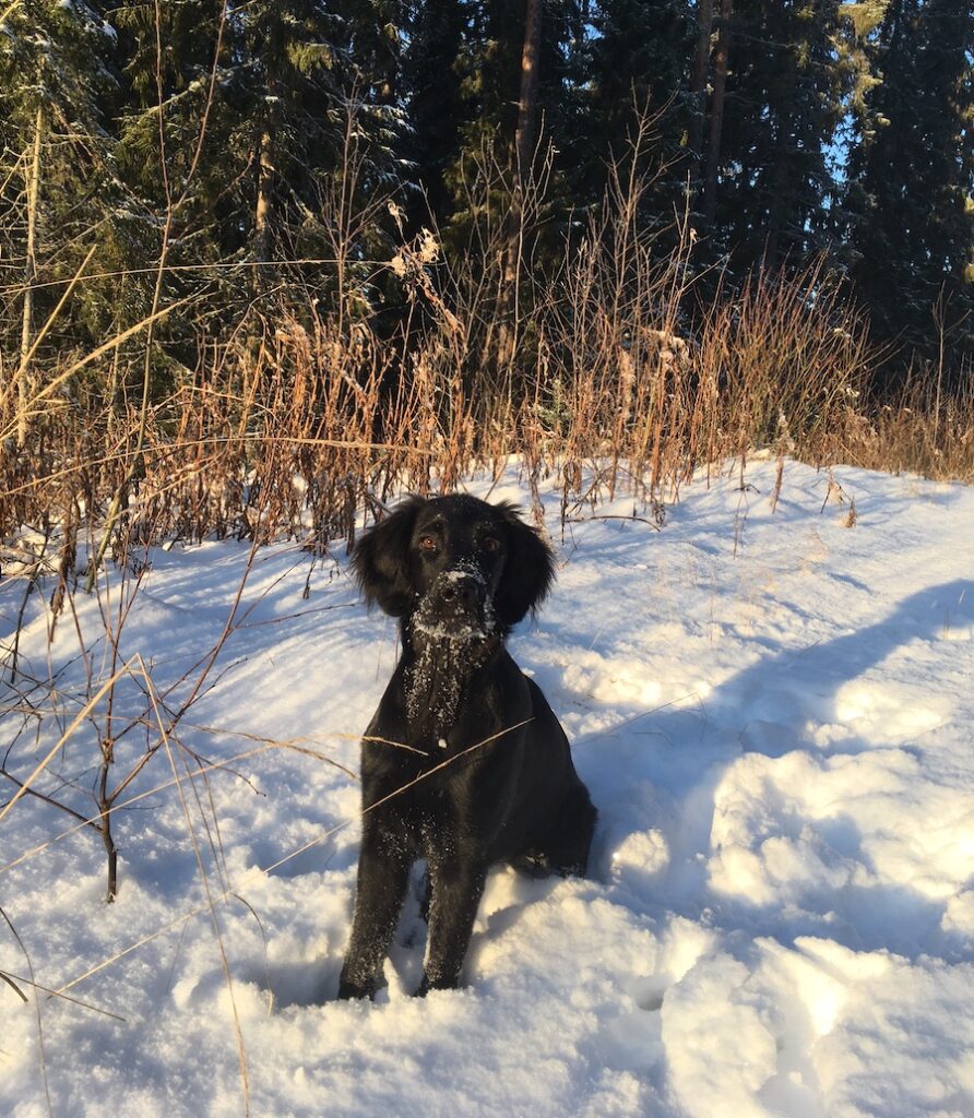 musta noutajanpentu istuu lumessa aurinkoisella säällä