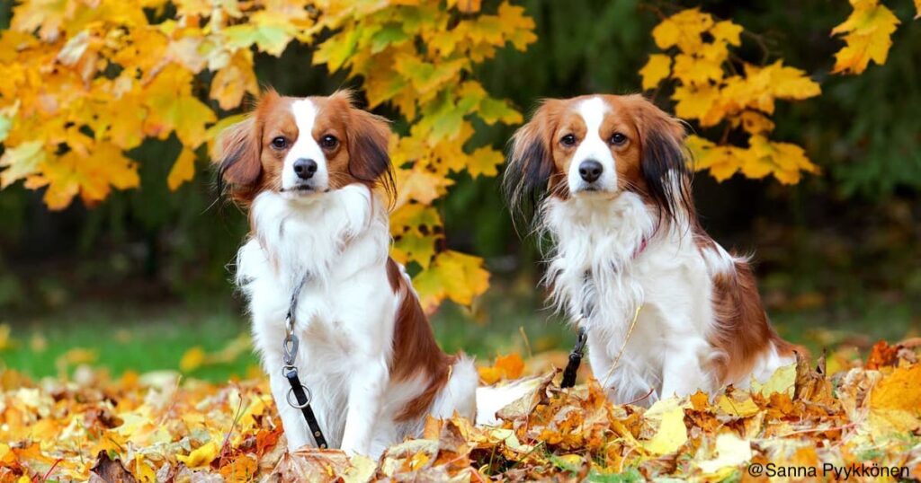 kaksi keskikokoista punaruskeanvalkoista koiraa istuu syksyllä keltaisten lehtien päällä ruskamaisemassa