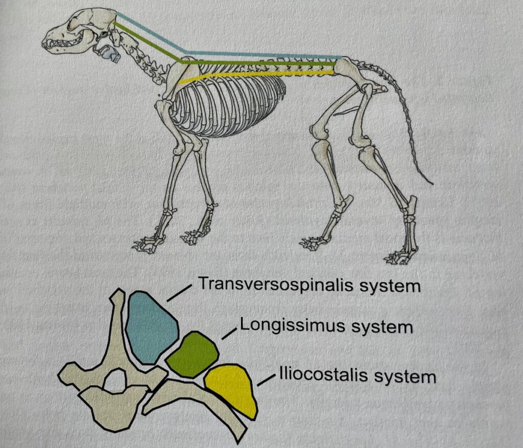 anatomiakuva, jossa yläosassa koiran luuranko, johon merkattu eri värisillä viivoilla koiran pitkiä selkälihaksia ja kuvan alaosassa poikkileikkaus samoista lihaksista selkärangan kohdalla